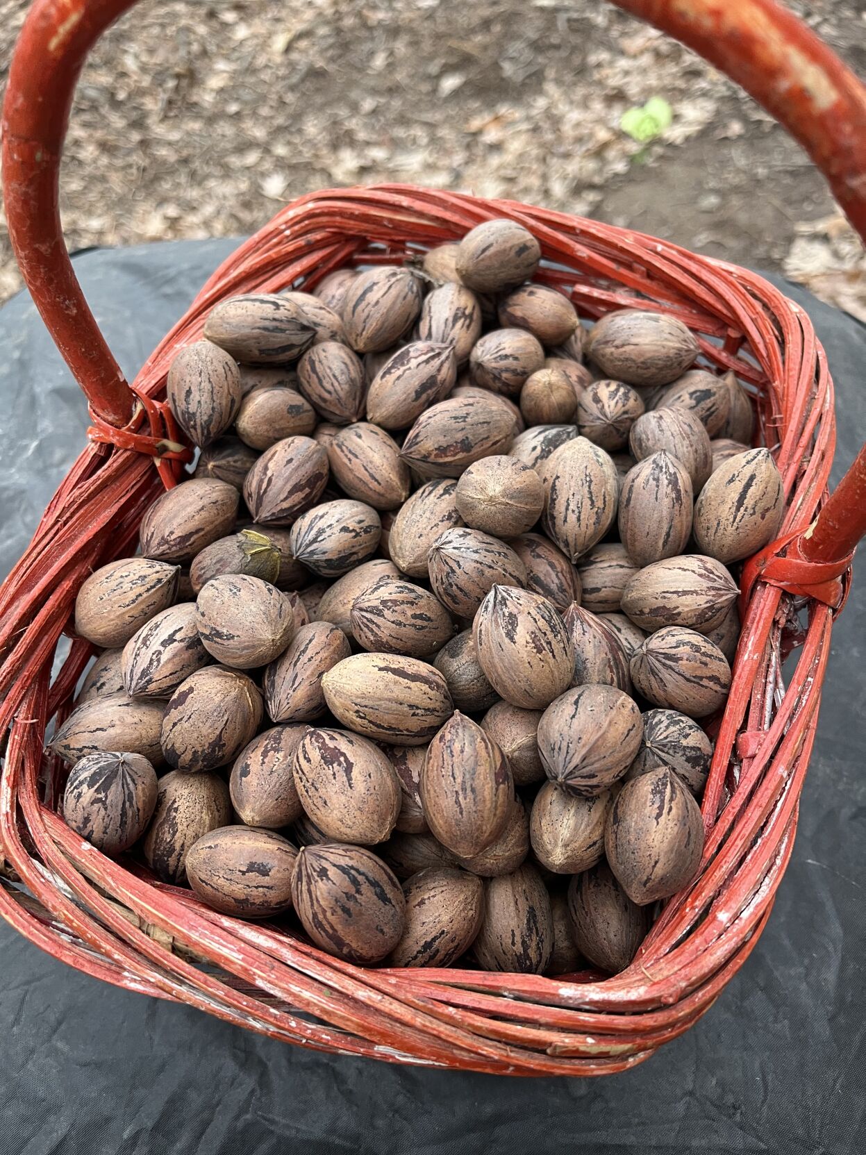 Hardy Pecan tree Shipping Now Grow Your Own Pecans LOOK 